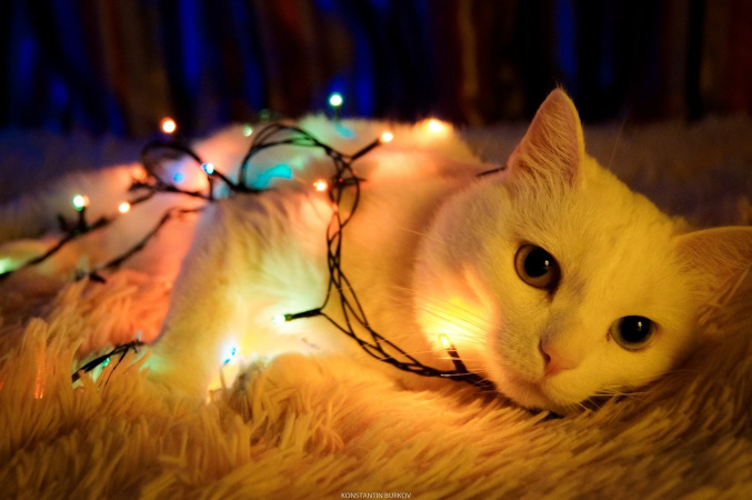 Кот и гирлянда